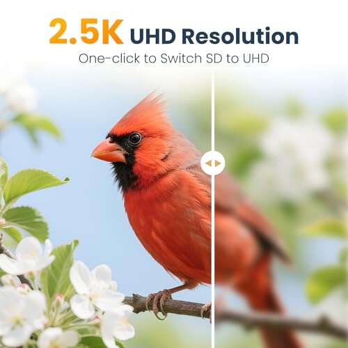 Best Bridge Camera For Birding